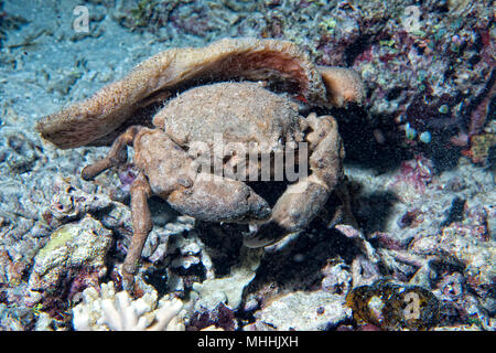 Portrait de crabe Anémone underwater Banque D'Images