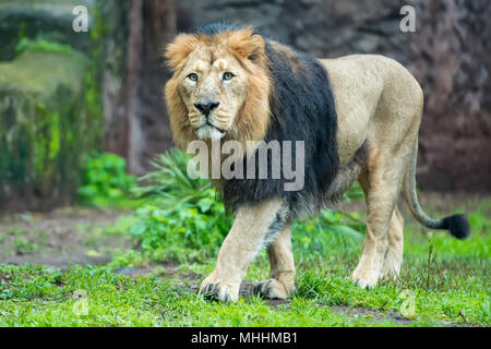 Homme lion asiatique à venir à vous Banque D'Images