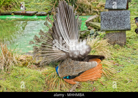 Peacock bird portrait de l'arrière Banque D'Images
