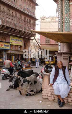 Homme assis sur le mur avec des vaches dans la rue en face du vieux Havelli. Bikaner, Rajasthan. L'Inde Banque D'Images