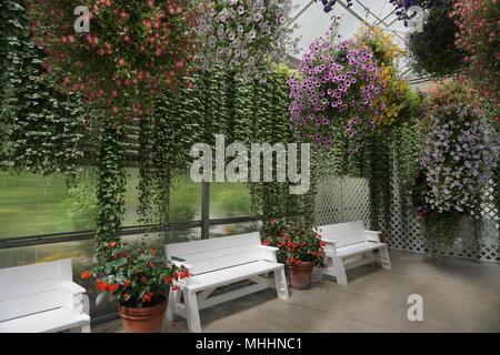 Juneau, Alaska, USA : Hanging fleurs sur un patio avec des bancs blancs à Glacier Gardens, un jardin botanique dans la forêt nationale de Tongass. Banque D'Images