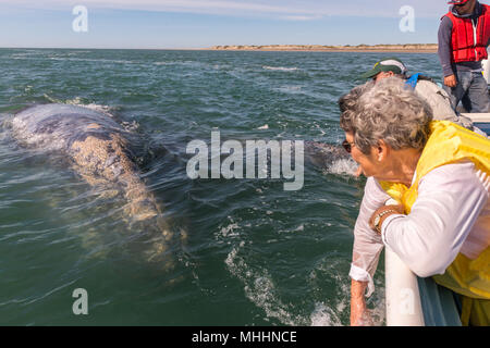 ALFREDO LOPEZ MATEOS - Mexique - 5 février, 2015 - mains en se caressant et en touchant une baleine grise mère et son petit se reposer pour la traite Banque D'Images