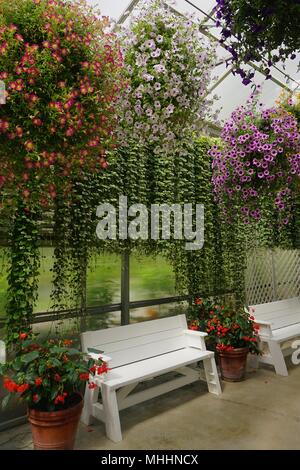 Juneau, Alaska, USA : Hanging fleurs sur un patio avec des bancs blancs à Glacier Gardens, un jardin botanique dans la forêt nationale de Tongass. Banque D'Images