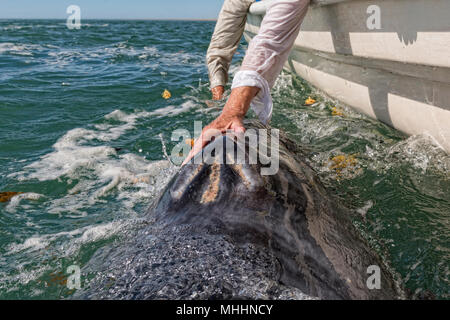 Tout en caressant les mains et toucher une baleine grise Banque D'Images