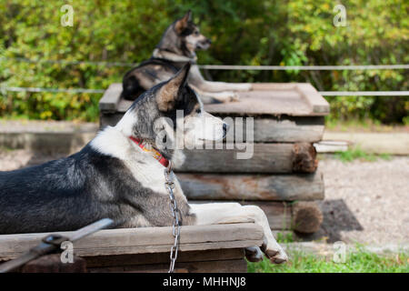 Chien de traineau au repos avant le parcours Banque D'Images