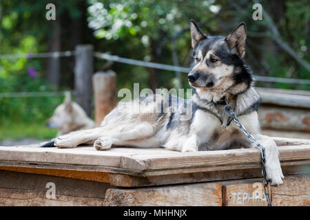 Chien de traineau au repos avant le parcours Banque D'Images