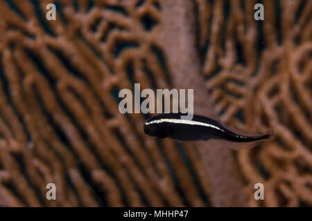 L'Indonésie pour les poissons coraux chambre close up portrait Banque D'Images