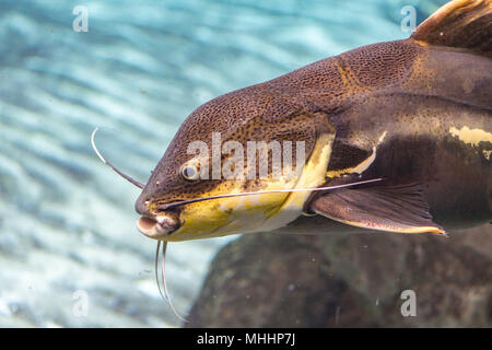 Poisson-chat géant tandis que la plongée dans les eaux intérieures Banque D'Images