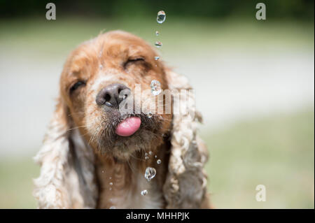Chiot Chien cocker anglais tandis que l'eau potable Banque D'Images