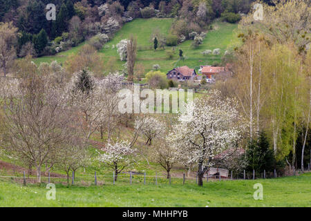 Une belle prairie pleine de fleurs de cerisiers dans Markgräferland. La région est connue pour ses vignobles amd souvent appelé par les Allemands la Toscane de Ge Banque D'Images