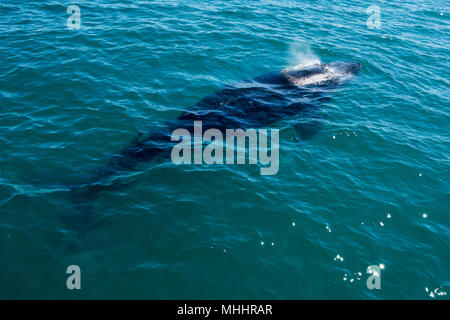 Les baleines à bosse la natation à l'ouest de l'Australie Banque D'Images