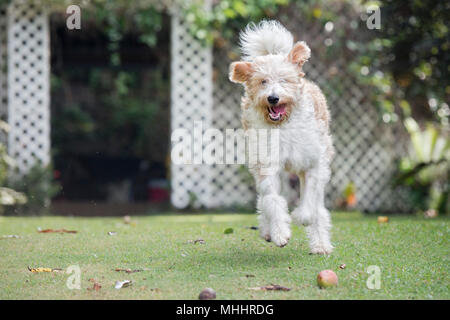 Heureux Lagotto Romagnolo chien pour vous Banque D'Images