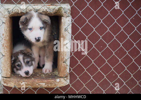 Chiot 2 mois portrait de chien de traîneau husky tout en vous regardant Banque D'Images