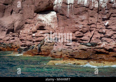 Les joints de lions de mer tout en vous relaxant sur les roches Banque D'Images