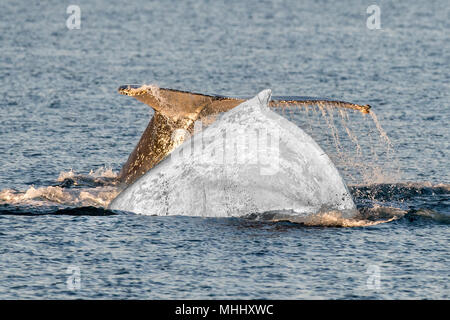 Baleine blanche en nageant dans l'océan Banque D'Images