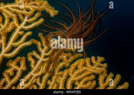 Une douce couleur jaune et noir corail crinoïde macro dans Cebu Philippines Banque D'Images