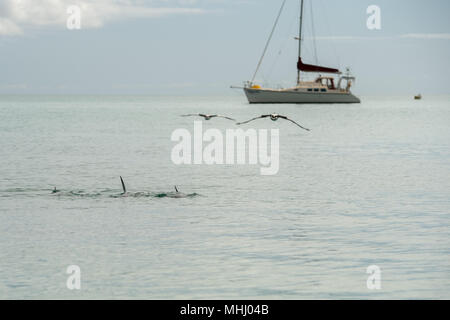 Dauphins sauvages près de la rive dans l'Australie plage de Monkey Mia Banque D'Images