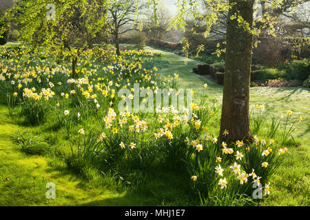 Felley jardins du Prieuré, Felley Prieuré, Underwood, Dorset, UK. Printemps, avril 2018. Banque D'Images