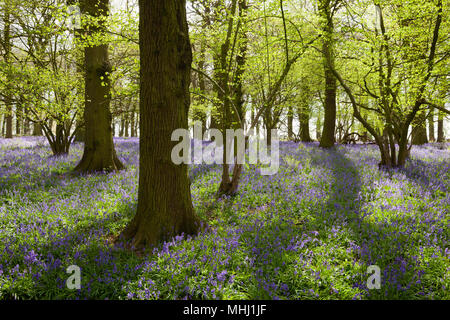 Felley jardins du Prieuré, Felley Prieuré, Underwood, Dorset, UK. Printemps, avril 2018. Banque D'Images