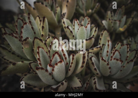 Close up of kalanchoe tomentosa ou panda plante Banque D'Images