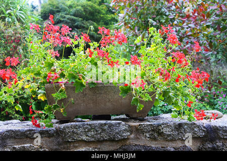 Pélargonium à fleurs dans une fenêtre de dialogue en terre cuite - John Gollop Banque D'Images