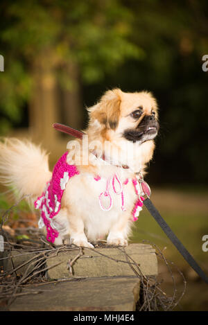 Chien dans des vêtements pour une marche Banque D'Images