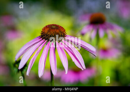 Close up d'une fleur dans le jardin echinecea photographié avec une lentille de spécialité pour obtenir la profondeur de champ à l'arrière-plan et crémeuse. Banque D'Images