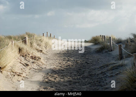 Plage des dunes, cultivé avec de l'herbe, sur une plage de la mer du Nord à Texel. Island en Hollande. L'Europe. Banque D'Images