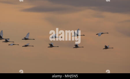 Cygne trompette (Cygnus buccinator) troupeau en vol durant le coucher du soleil, le lac Beaverhill, Alberta, Canada Banque D'Images