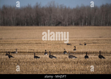 Oie rieuse (Anser albifrons) dans un champ, Beaverhill Lake, Alberta, Canada Banque D'Images