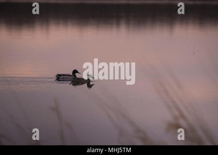 Couple de Canards colverts (Anas platyrhynchos) hommes et femmes sur un lac au cours de soleil rose, Beaverhill Lake, Alberta, Canada Banque D'Images