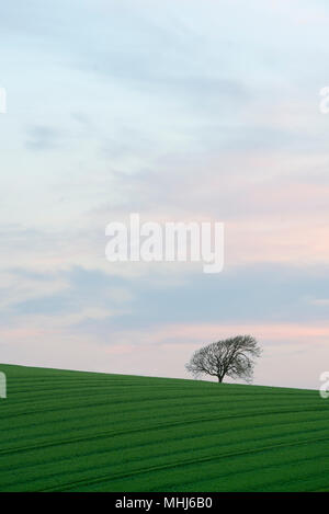 Seul Arbre de chêne sur un terrain vallonné d'orge. Banque D'Images