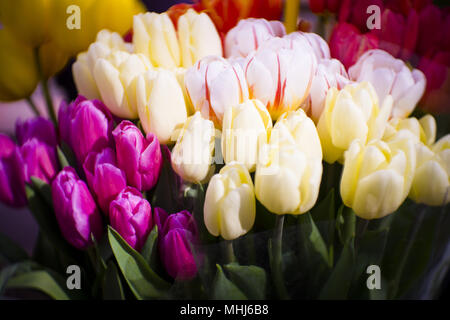 Bouquet de tulipes en différentes couleurs Banque D'Images