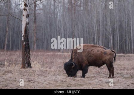 Le bison d'Amérique (Bison bison) dans le parc national Elk Island au début du printemps, de l'Alberta, Canada Banque D'Images