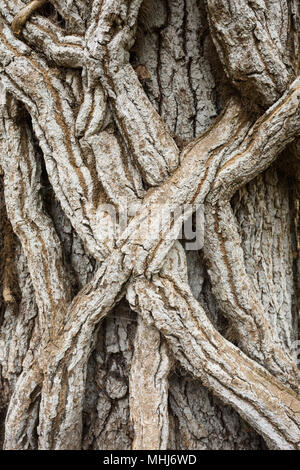 Close up detail de gnarly, dite nodulaire, gris, torsadées, bobinage, tiges de vigne escalade enroulée autour de vieil arbre sur l'île de Brownsea, près de Poole, Dorset, UK Banque D'Images