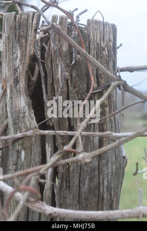 Un ancien poteau de clôture et une clôture barbelée, surcultivée avec des brindilles et des vignes, rural Missouri, Mo, États-Unis, États-Unis, ÉTATS-UNIS. Banque D'Images