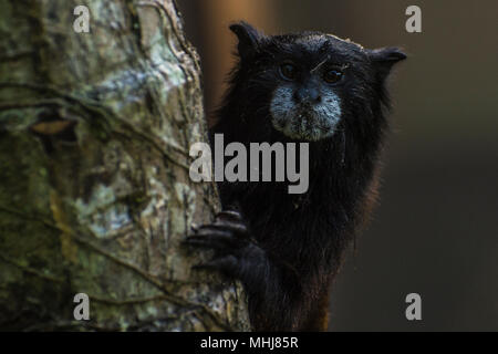 Un singe tamarin avec selle urbaine du bord de Tarapoto, dans le département de San Martin au Pérou. Banque D'Images