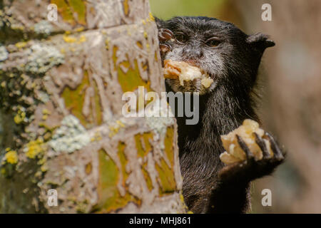 Une selle sauvage tamarin soutenue à partir de la périphérie de Tarapoto, bousculades avidement la nourriture dans son visage. Banque D'Images