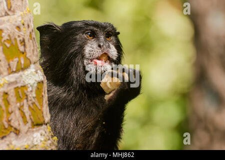 Une selle sauvage soutenu tamarin (fuscicollis Saguinus) de la périphérie de Tarapoto, Pérou. Celui-ci est en train de manger une sorte de fruits le chercher. Banque D'Images