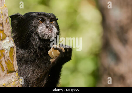 Une selle sauvage soutenu tamarin (fuscicollis Saguinus) de la périphérie de Tarapoto, Pérou. Celui-ci est en train de manger une sorte de fruits le chercher. Banque D'Images