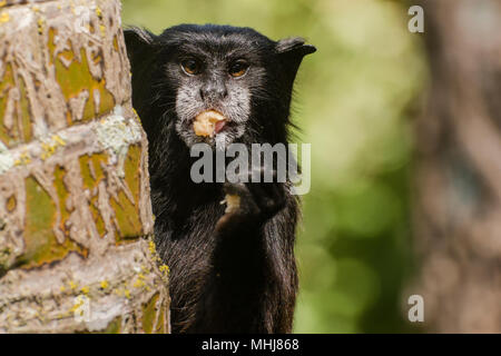 Une selle sauvage soutenu tamarin (fuscicollis Saguinus) de la périphérie de Tarapoto, Pérou. Celui-ci est en train de manger une sorte de fruits le chercher. Banque D'Images