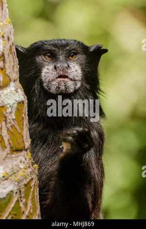 Une selle sauvage soutenu tamarin (fuscicollis Saguinus) de la périphérie de Tarapoto, Pérou. Celui-ci est en train de manger une sorte de fruits le chercher. Banque D'Images