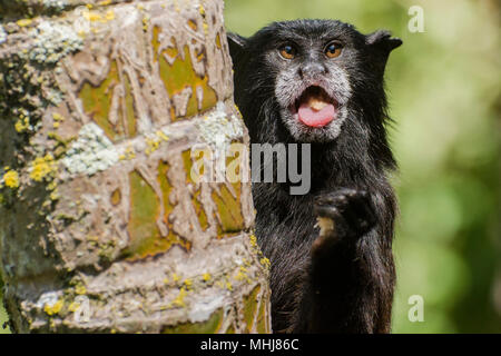 Une selle sauvage de secours (fuscicollis Saguinus) de Tarapoto manger quelque chose d'une manière comique, l'air très mignon. Banque D'Images