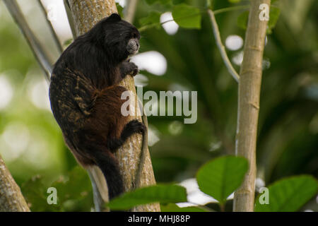 Un petit singe tamarin retour selle (Saguinis fuscicollis) du Pérou. Ces petits singes savamment se déplacer à travers la jungle canopy. Banque D'Images