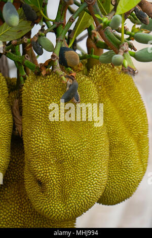 Jacquier (Artocarpus heterophyllus), également connu sous le nom de jack tree, fenne, jakfruit, jack ou jak croissant dans Wat Botum (Wat Botumvatey), Phnom Penh, C Banque D'Images