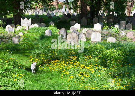 Starý židovský hřbitov, Středočeský kraj, Kolín, Česká republika / Vieux cimetière juif, Kolin, ville de Bohême Centrale, République Tchèque Banque D'Images