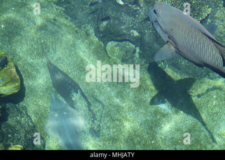 Napoléon (Cheilnus undulatus) & Poisson Banjo dans Coral Lagoon Banque D'Images