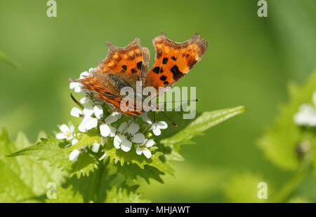 Un joli papillon virgule (Polygonia c-album) nectar sur une fleur de l'alliaire officinale (Alliaria petiolata). Banque D'Images