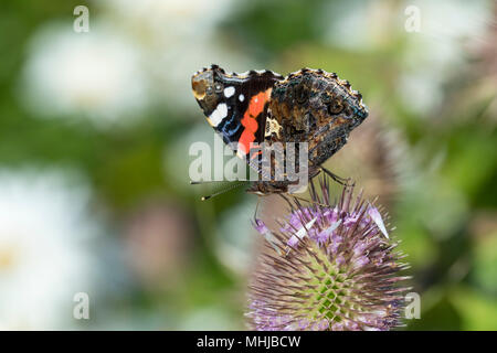 Papillon Vulcain Vanessa atalanta ; seul le Cardère Cornwall ; UK Banque D'Images