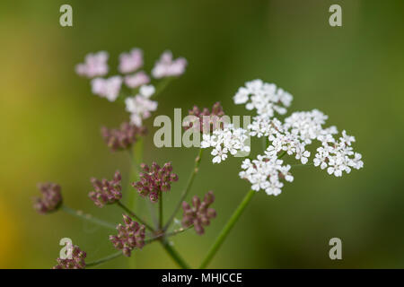 Couverture verticale ; Persil Torilis japonica floraison ; Cornwall UK Banque D'Images